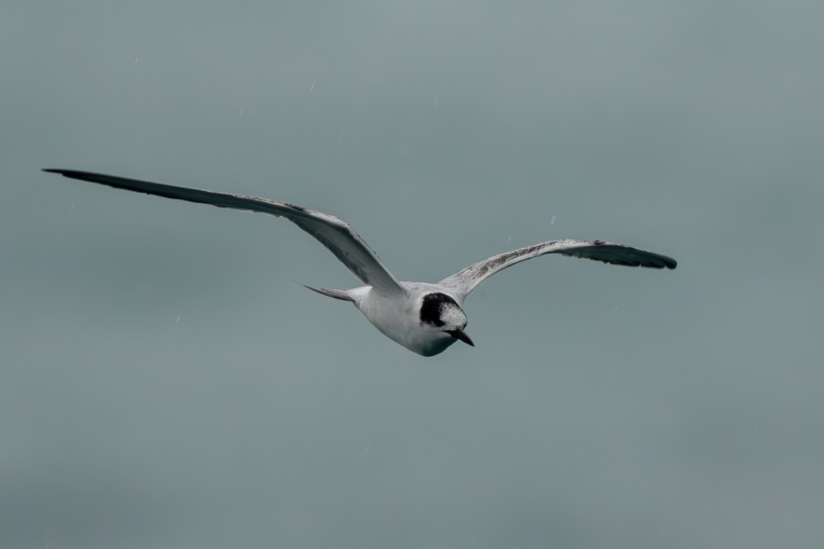 Common Tern - ML620348939