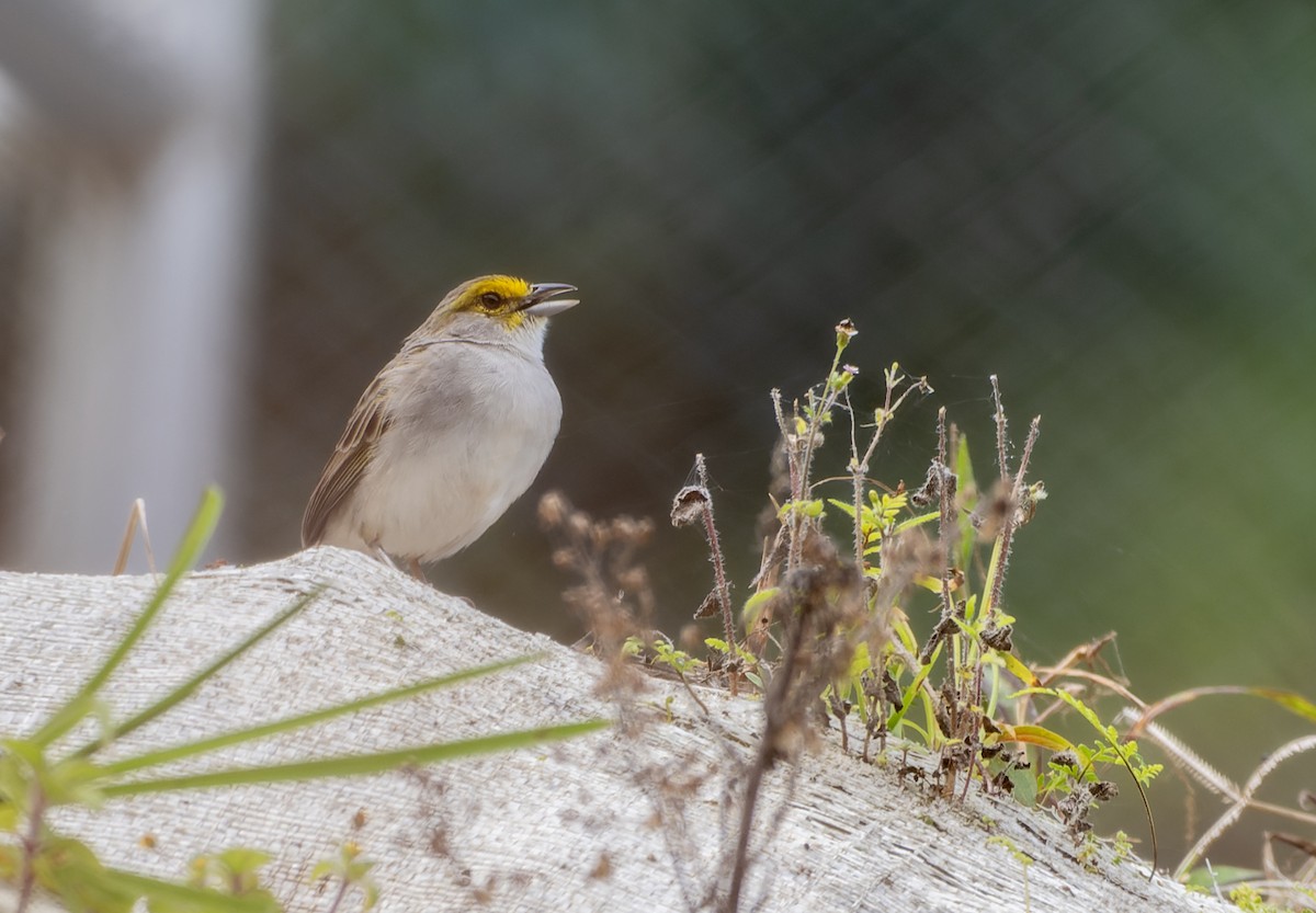 Yellow-browed Sparrow - ML620348943