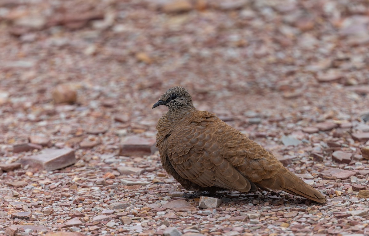 White-quilled Rock-Pigeon - ML620348952