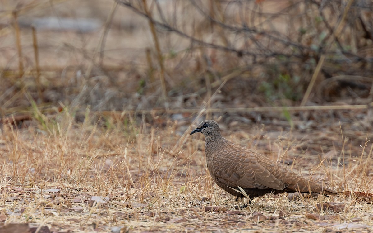 White-quilled Rock-Pigeon - ML620348953