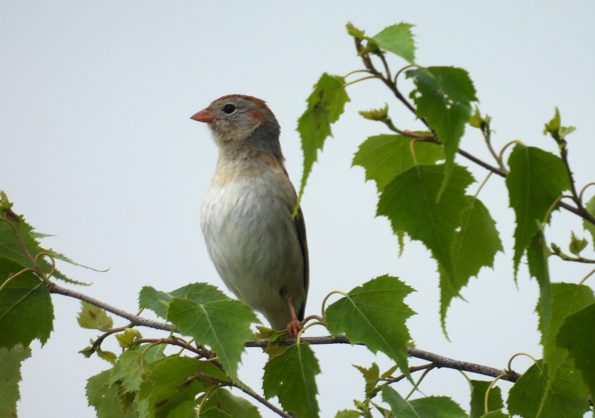 Field Sparrow - ML620348956