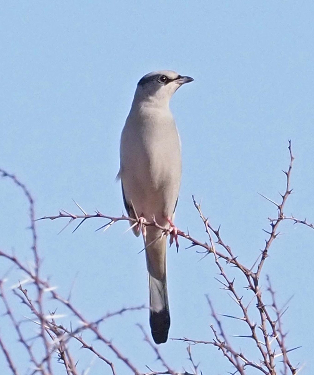 חיוורנית - ML620348961