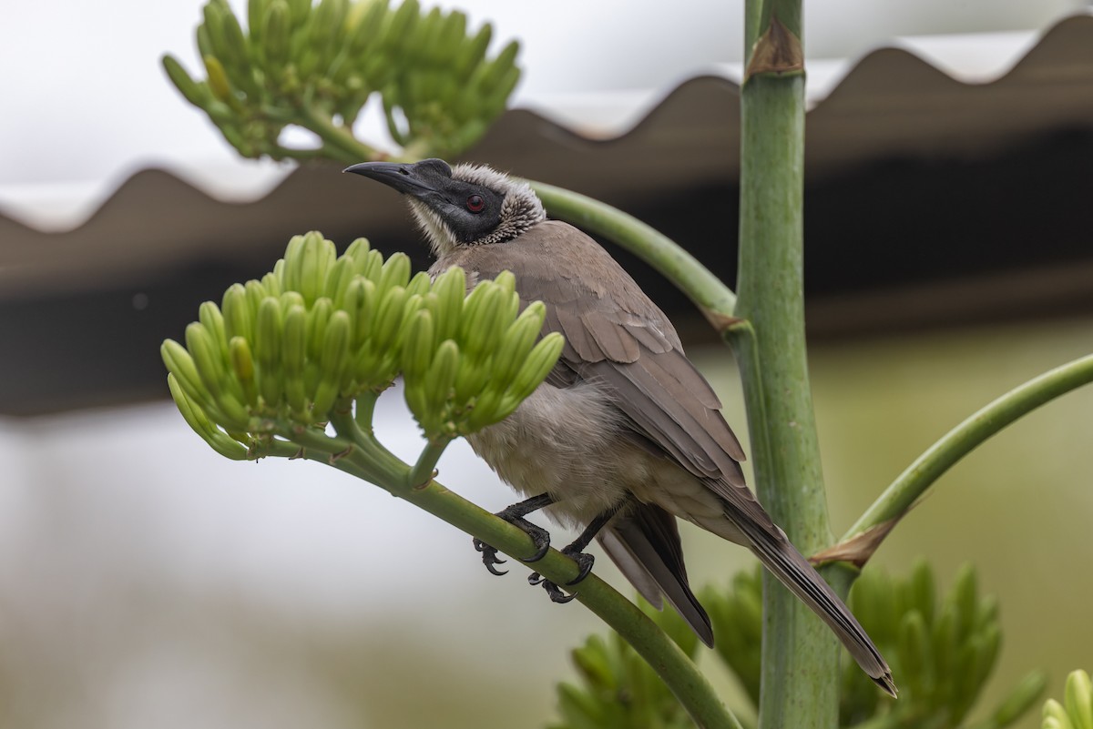 Silver-crowned Friarbird - ML620348968