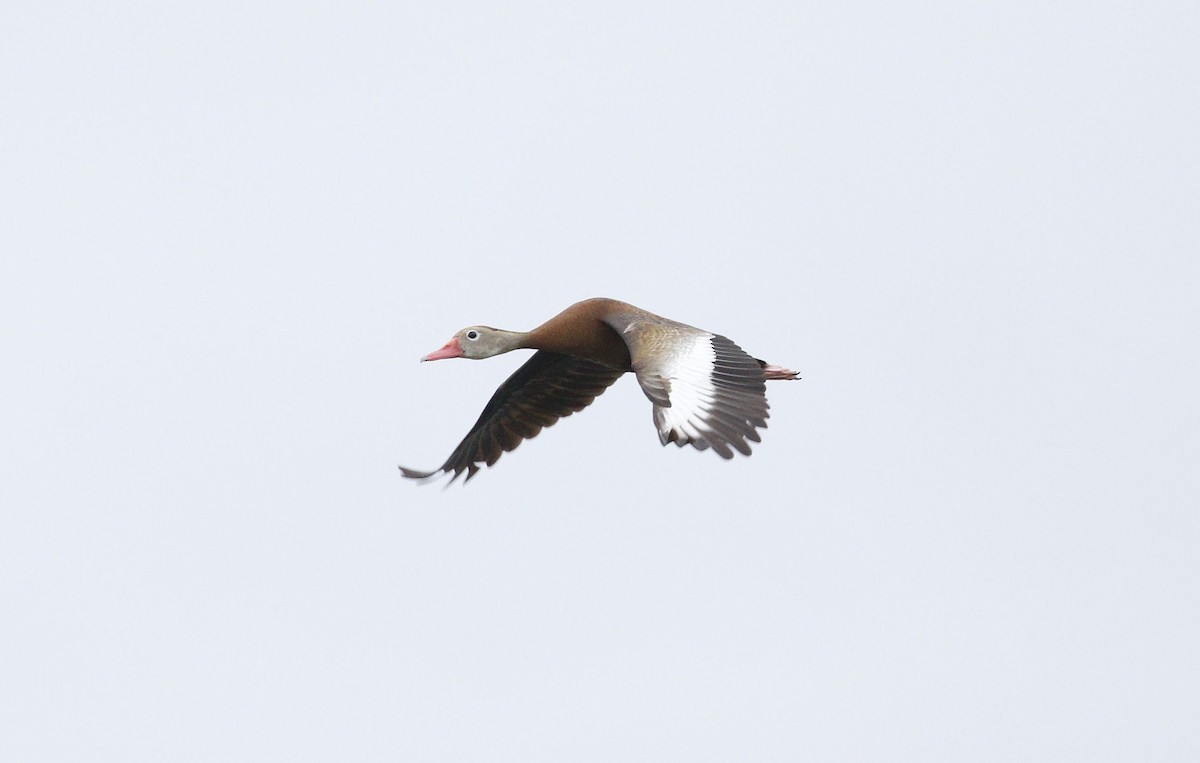 Dendrocygne à ventre noir - ML620348975