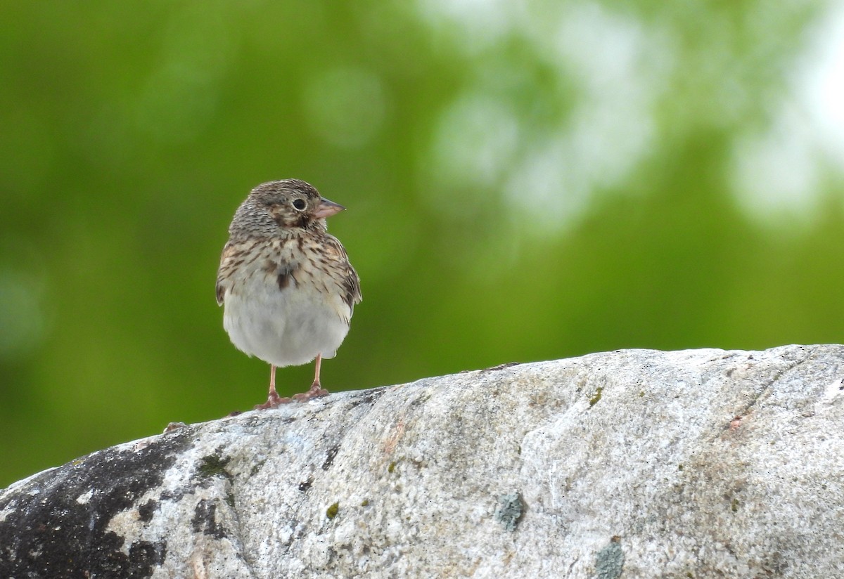 Vesper Sparrow - ML620348984