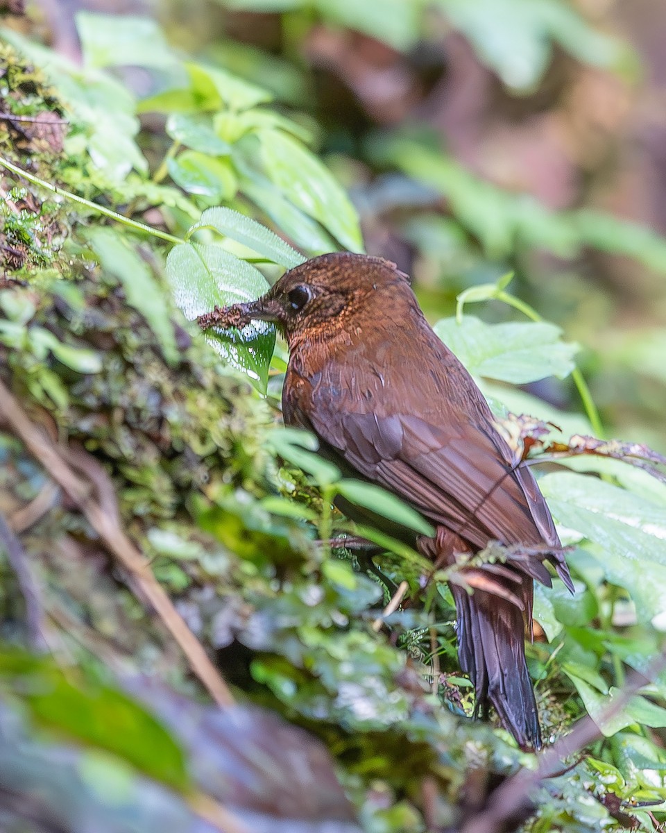 Middle American Leaftosser - ML620348992