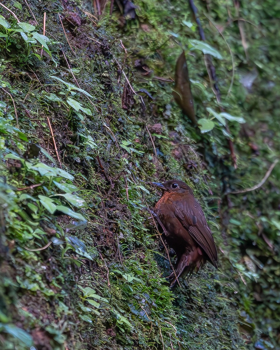 Sclérure à gorge rousse - ML620348994