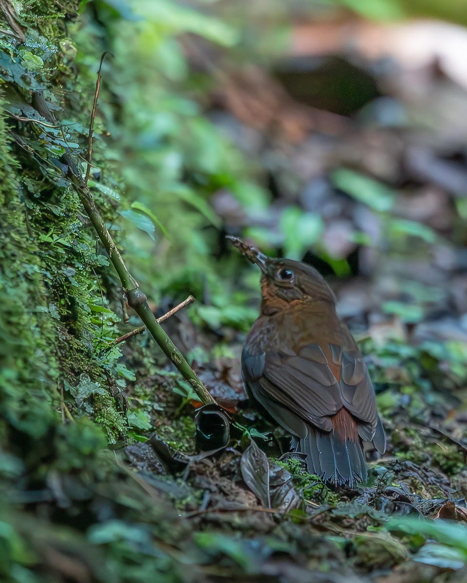 Middle American Leaftosser - ML620348995