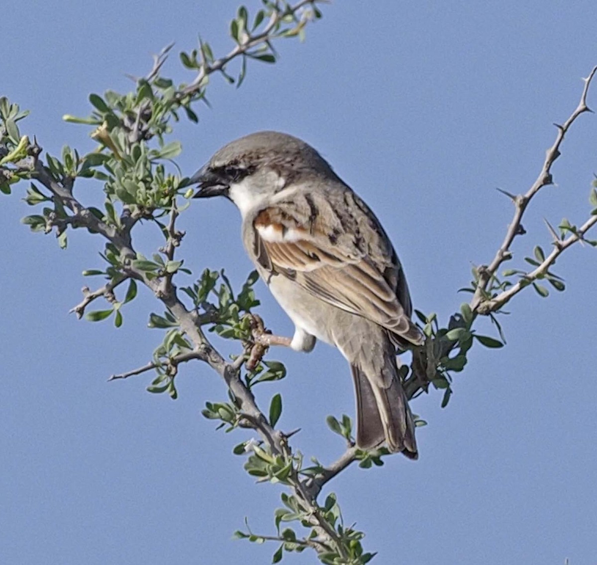 Moineau domestique - ML620348998