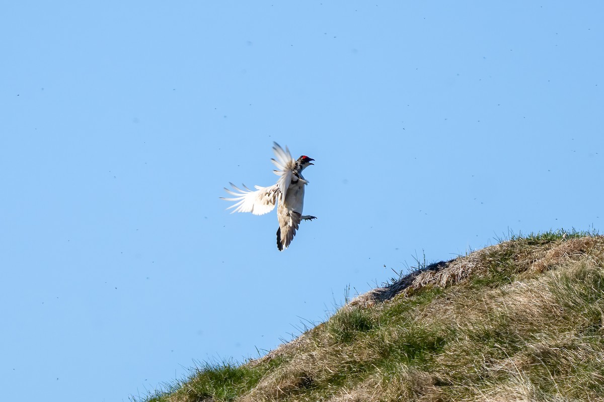 Rock Ptarmigan - ML620349007