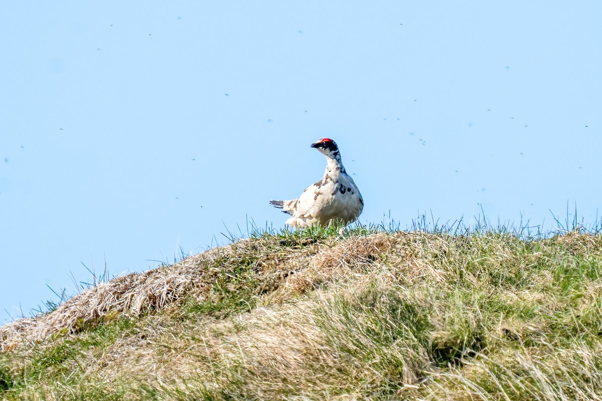 Rock Ptarmigan - ML620349009