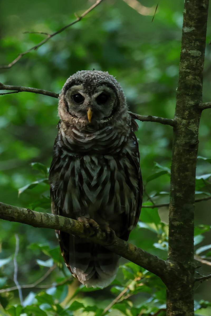 Barred Owl - ML620349024
