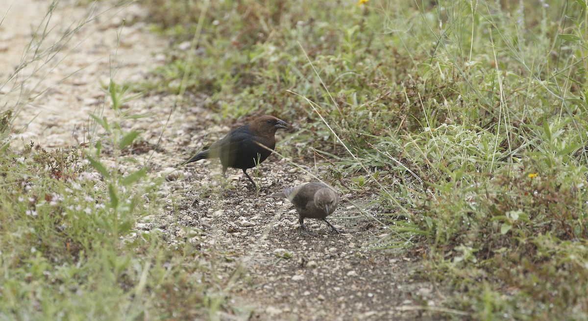 Brown-headed Cowbird - ML620349027