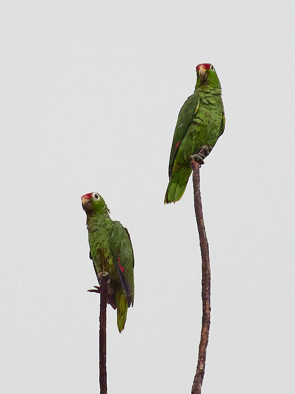 Red-lored Parrot - ML620349051