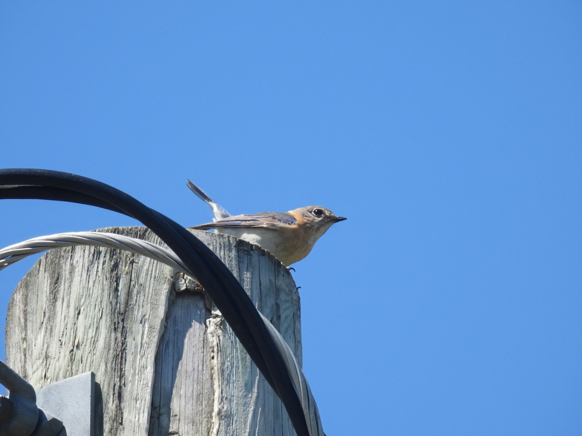 Eastern Bluebird - ML620349058