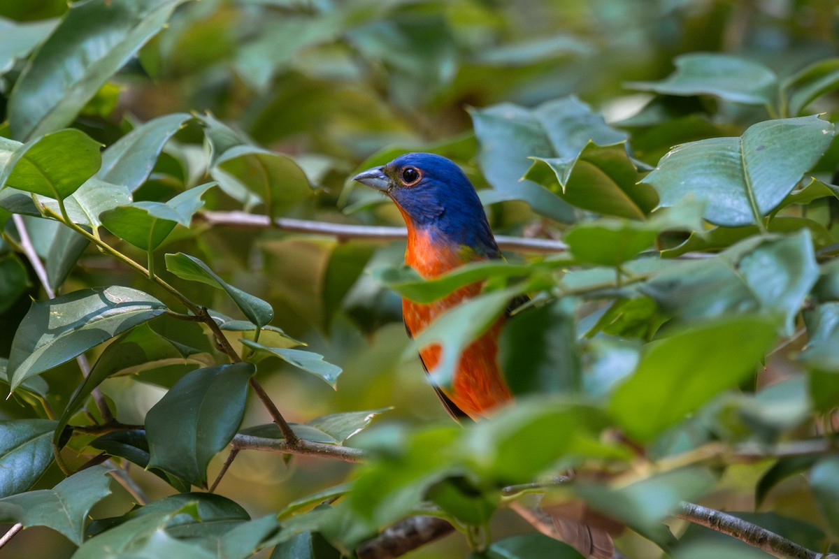 Painted Bunting - ML620349061