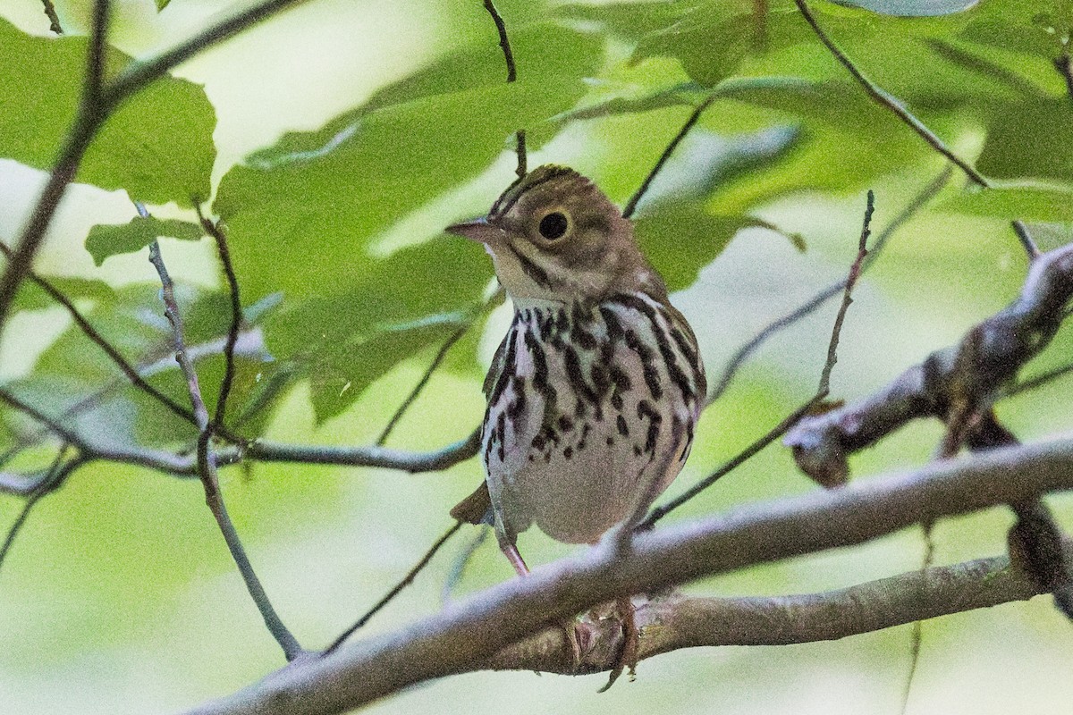 Ovenbird - ML620349066