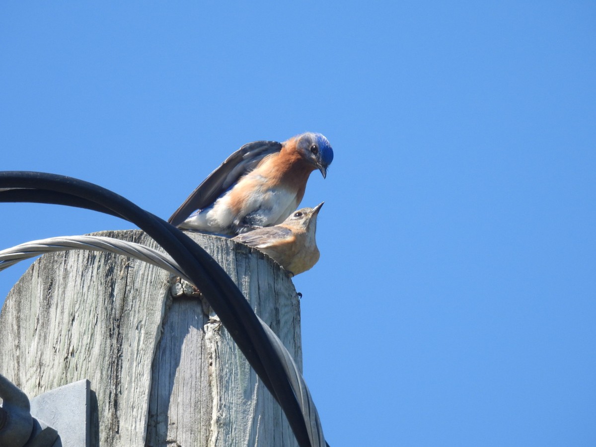 Eastern Bluebird - Donna DeJong