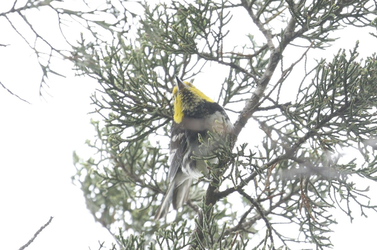 Golden-cheeked Warbler - ML620349070