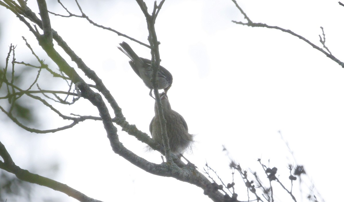 Golden-cheeked Warbler - ML620349071