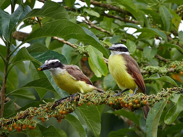 Social Flycatcher - ML620349078