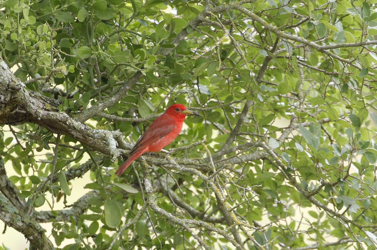 Summer Tanager - ML620349083