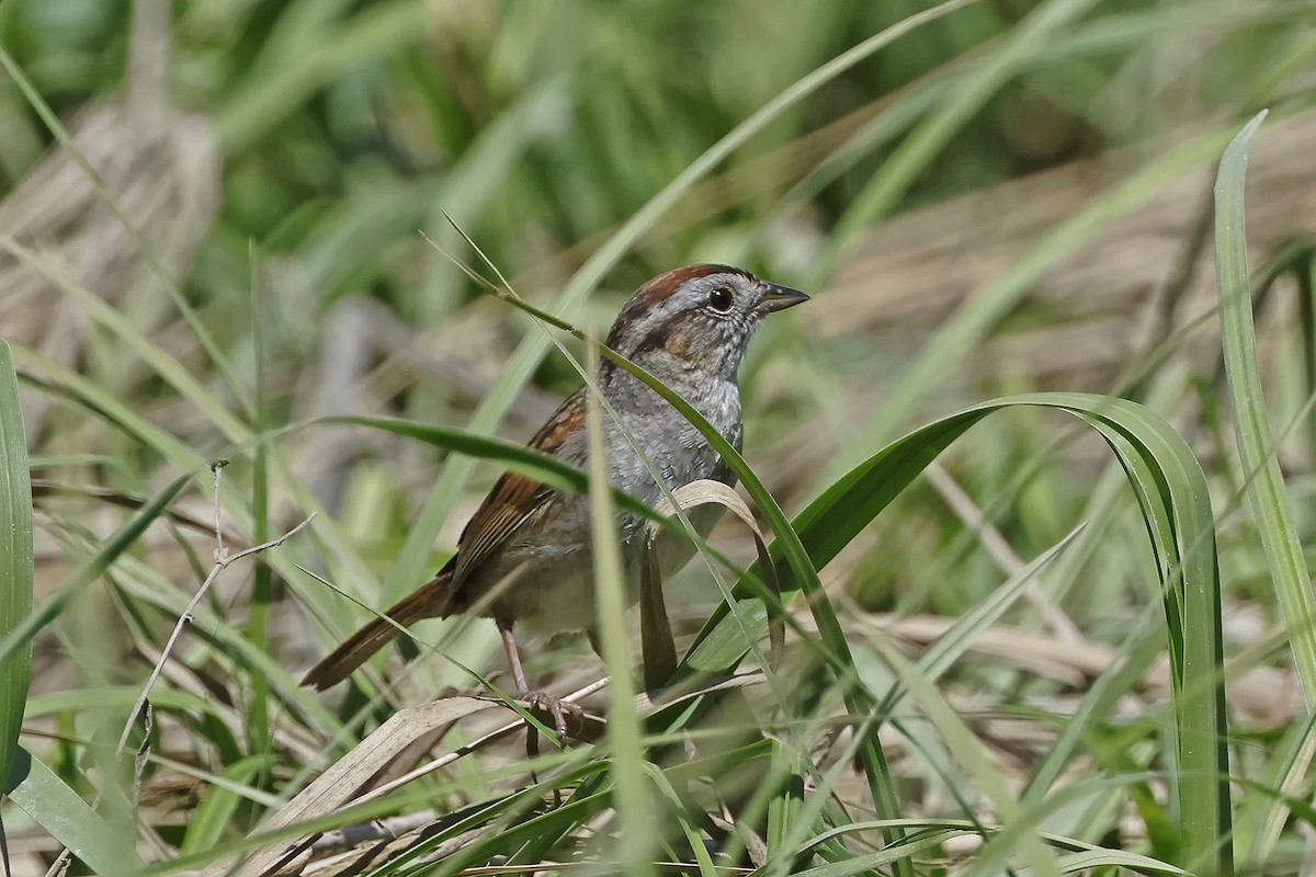 Swamp Sparrow - ML620349086