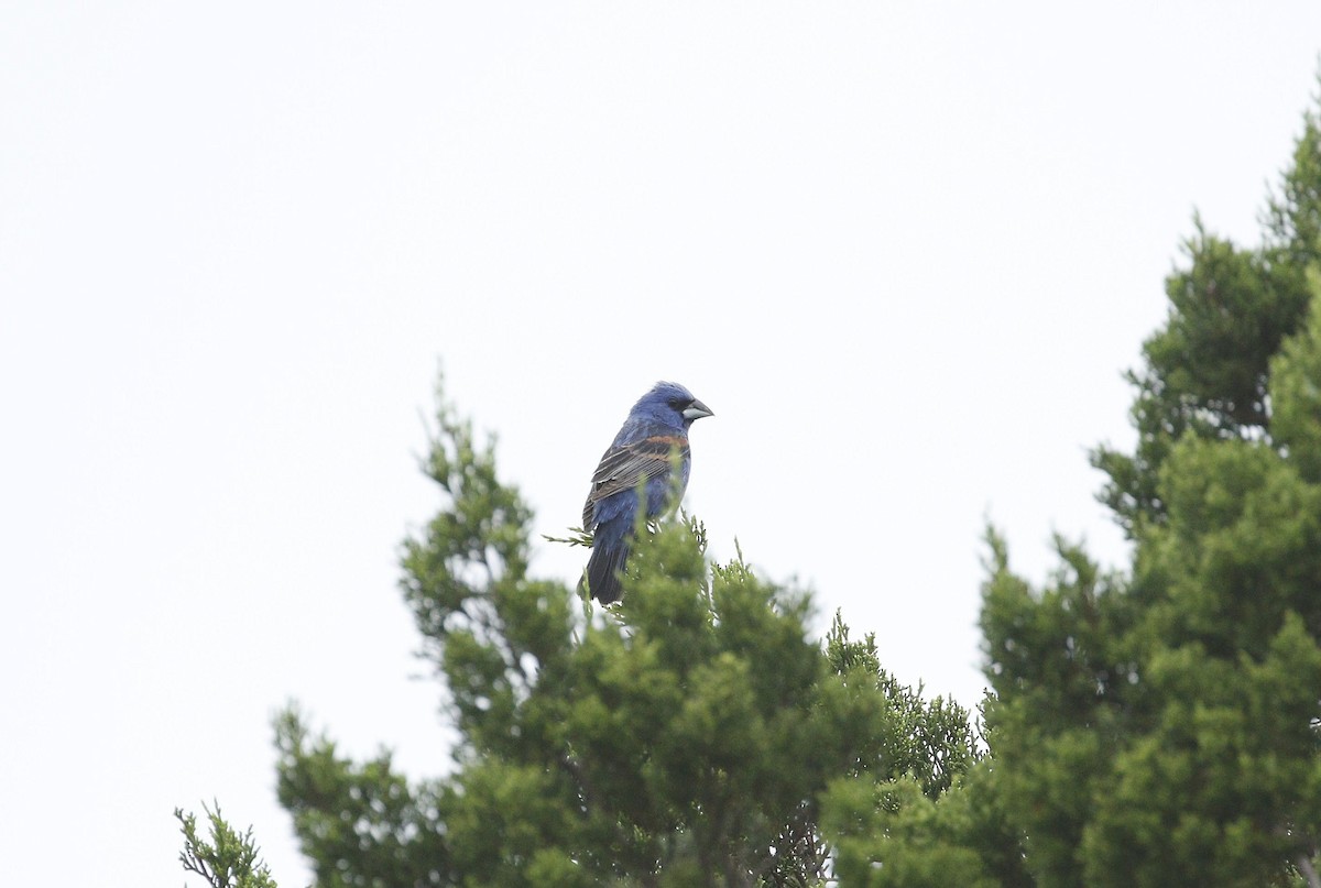 Blue Grosbeak - ML620349091