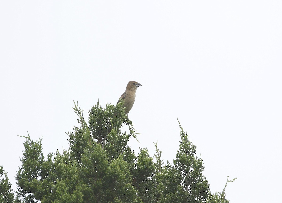 Blue Grosbeak - ML620349092