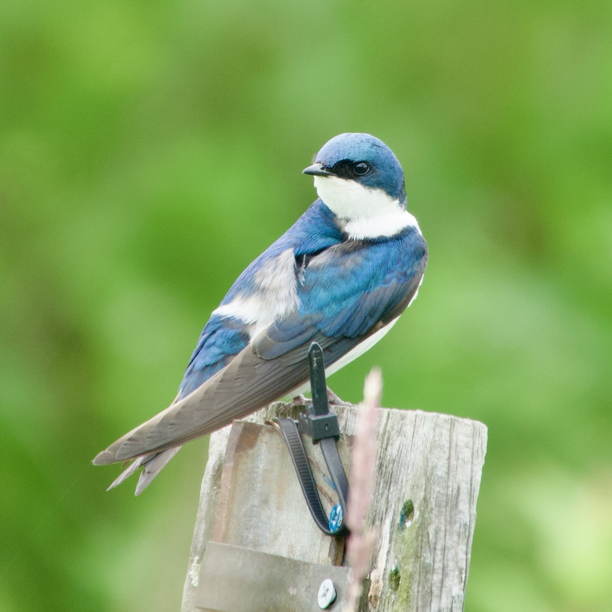 Tree Swallow - ML620349102