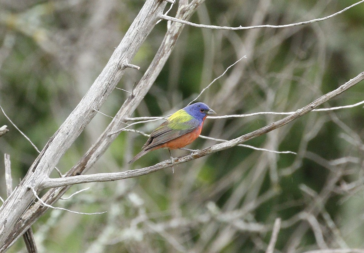 Painted Bunting - ML620349105
