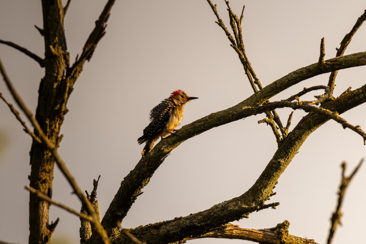 Red-bellied Woodpecker - ML620349111