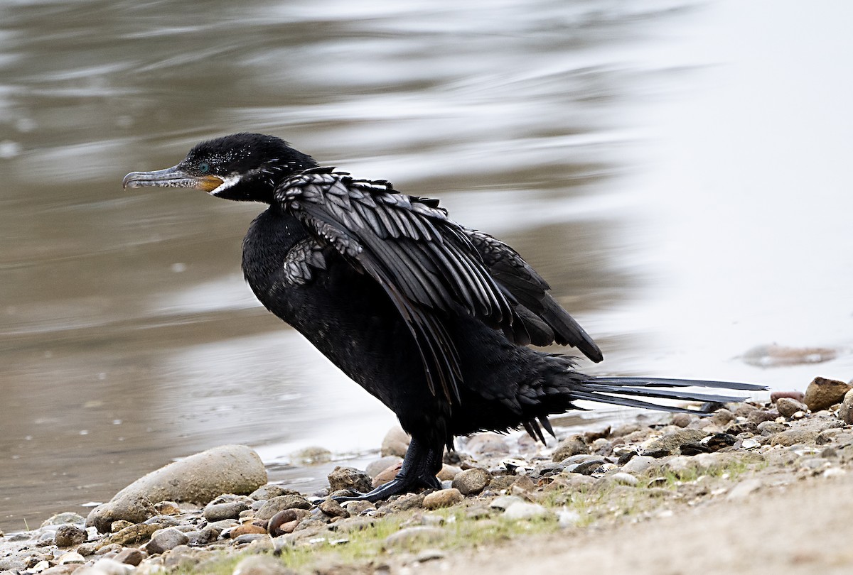 Neotropic Cormorant - ML620349114