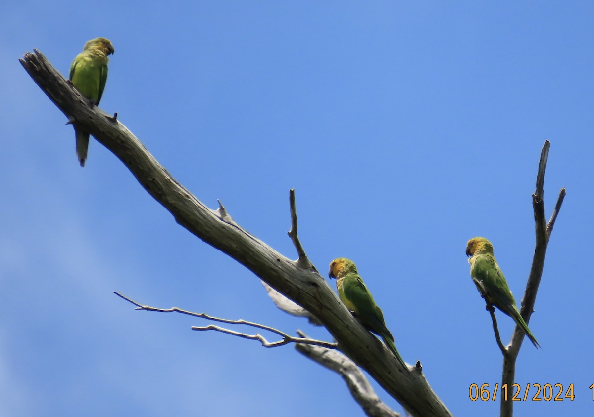 Brown-throated Parakeet - ML620349120