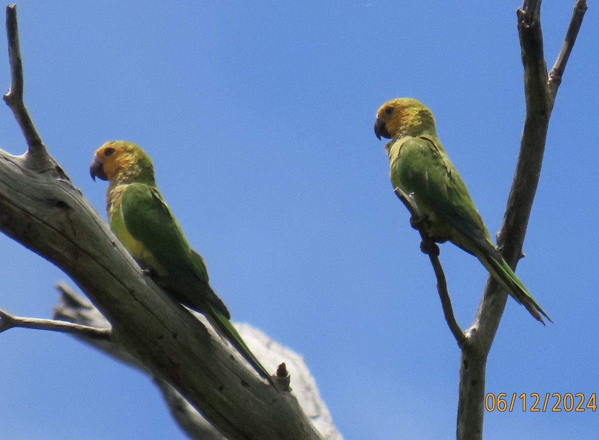 Brown-throated Parakeet - ML620349121