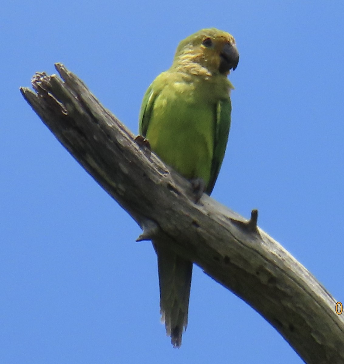 Brown-throated Parakeet - Katherine Wychulis