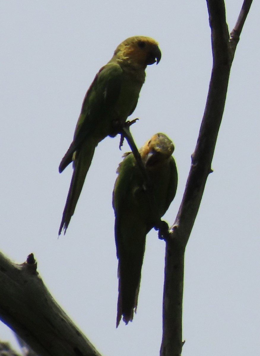 Brown-throated Parakeet - ML620349123