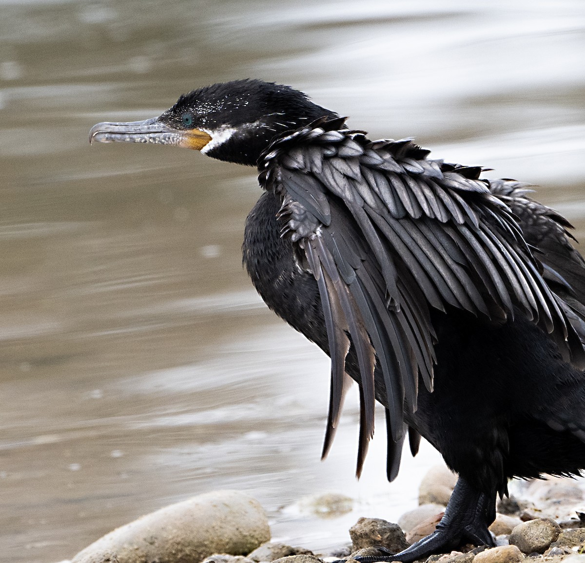 Cormorán Biguá - ML620349124