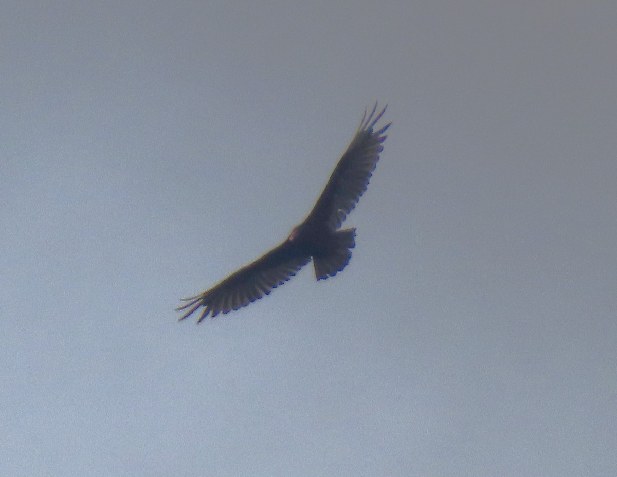Turkey Vulture - ML620349153