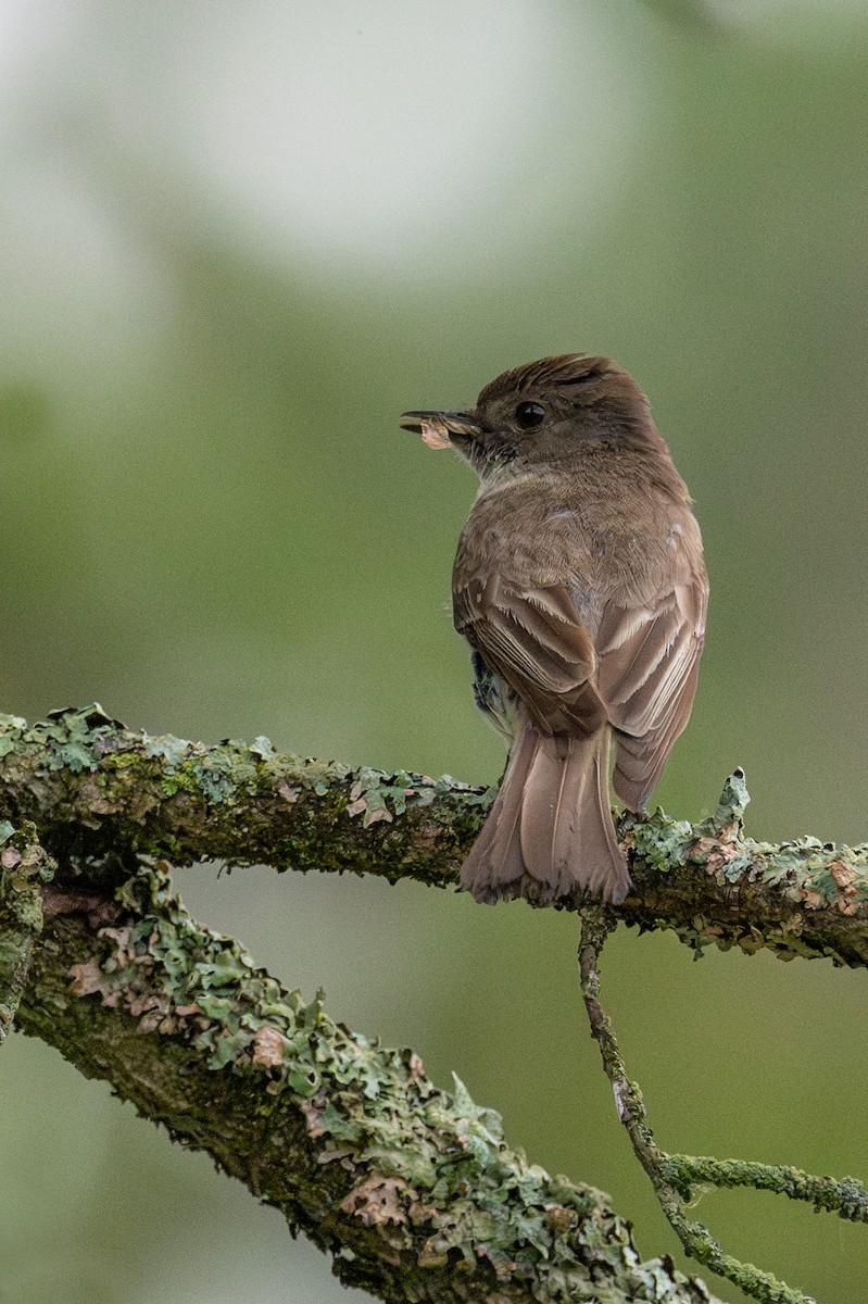 Eastern Phoebe - ML620349162