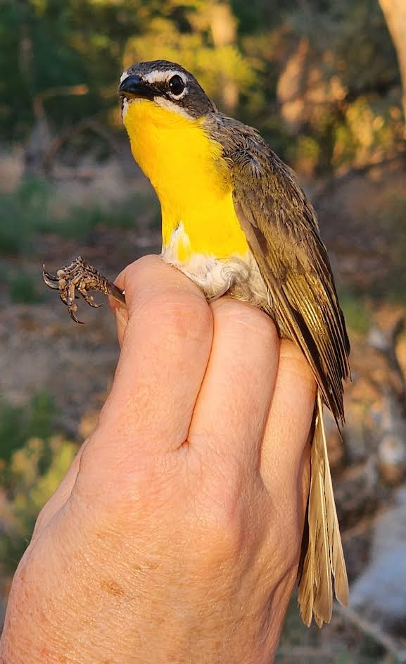 Yellow-breasted Chat - ML620349169