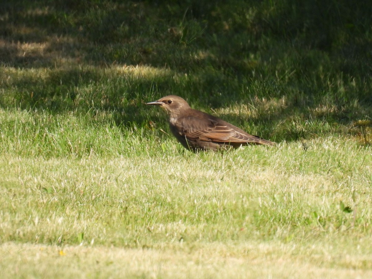 European Starling - ML620349189