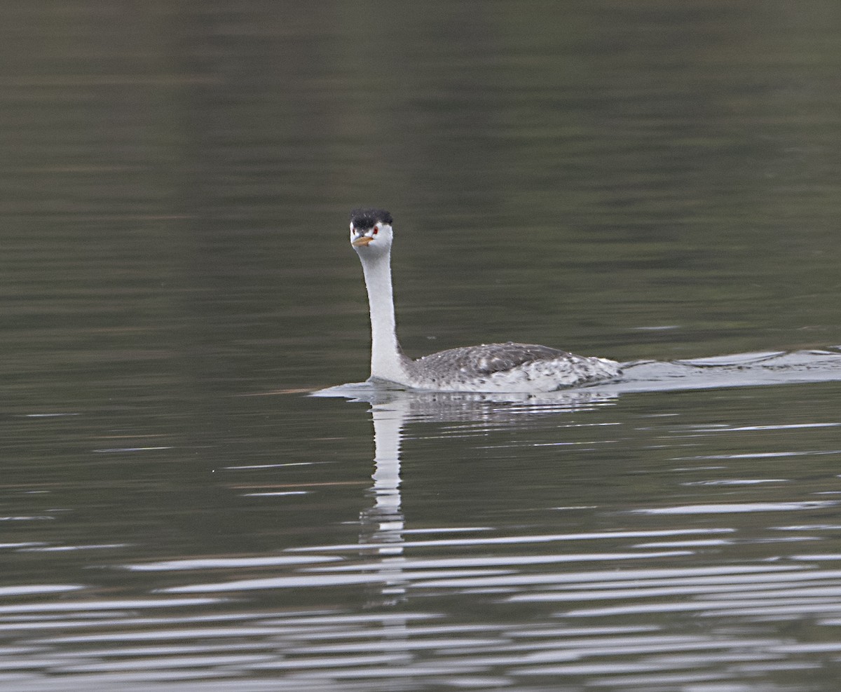 Clark's Grebe - ML620349199