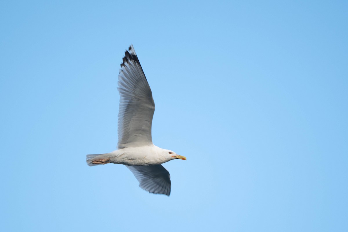 Yellow-legged Gull - ML620349204