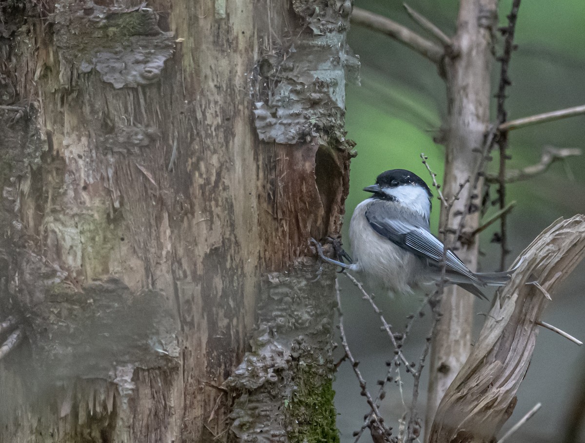 Black-capped Chickadee - ML620349213