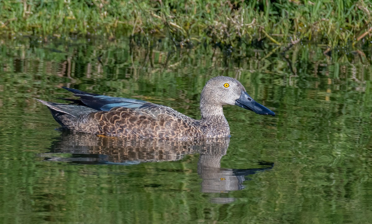 Cape Shoveler - ML620349221