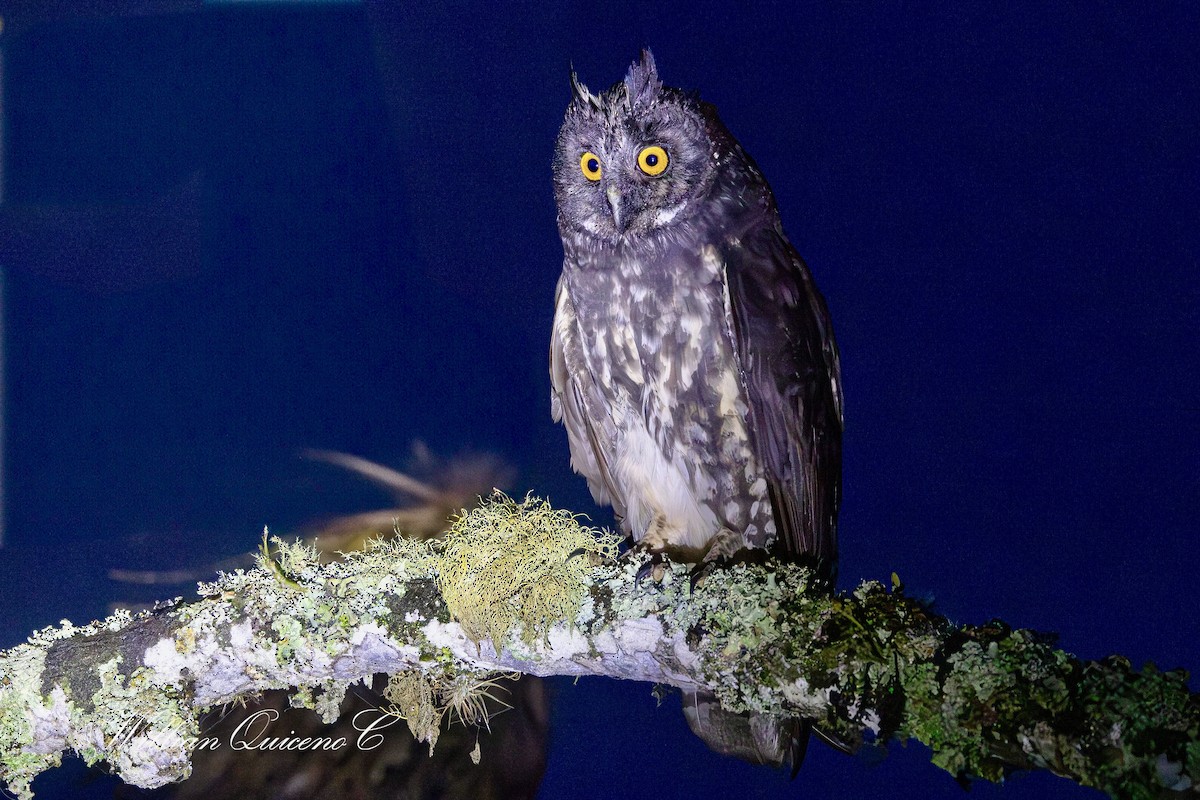 Stygian Owl - Willian de jesus Quiceno calderon