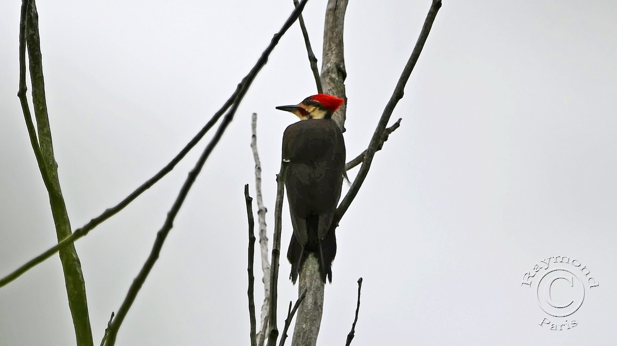 Pileated Woodpecker - ML620349242
