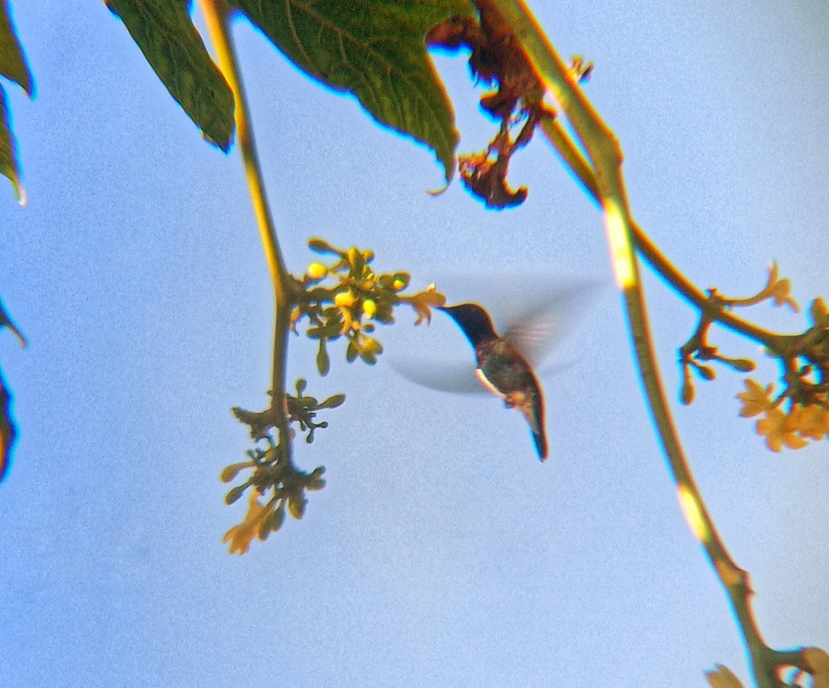 kolibřík safírový - ML620349245