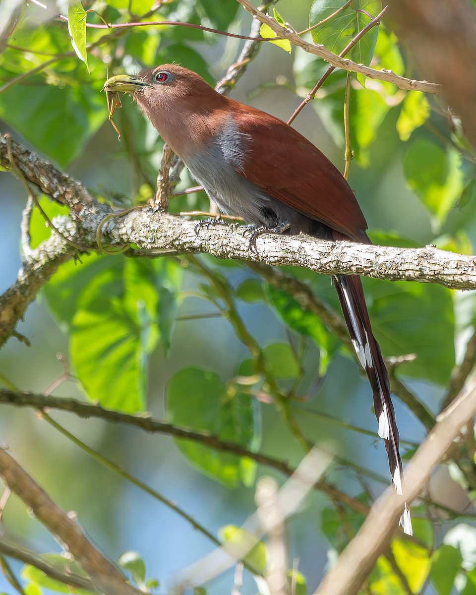 Squirrel Cuckoo - ML620349246